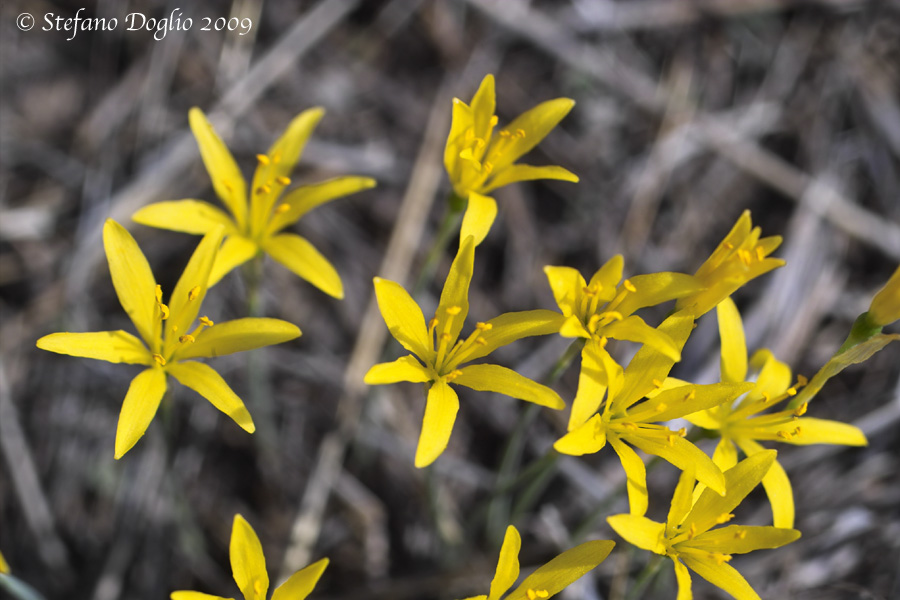 Narcissus cavanillesii